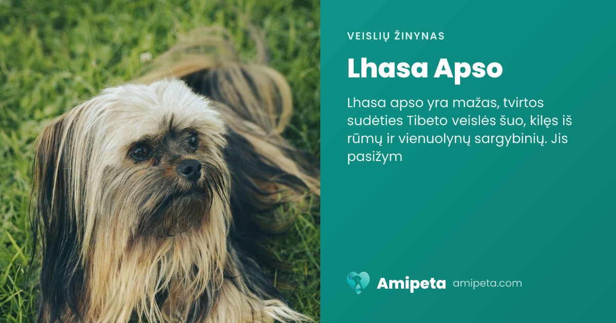 Lhasa Apso – veislės aprašymas | Amipeta