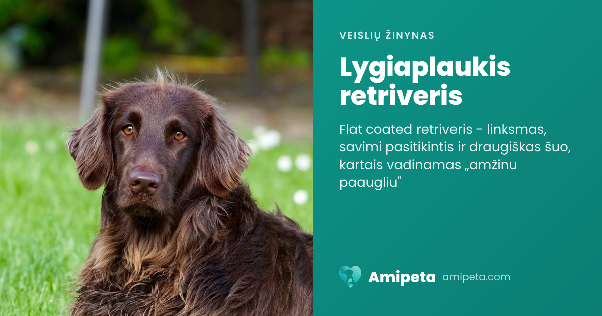 Lygiaplaukis retriveris – veislės aprašymas | Amipeta