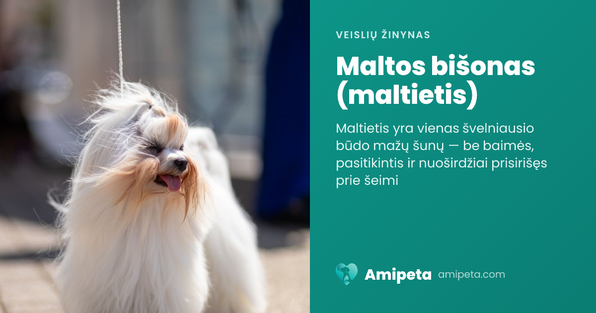 Maltos bišonas (maltietis) – veislės aprašymas | Amipeta