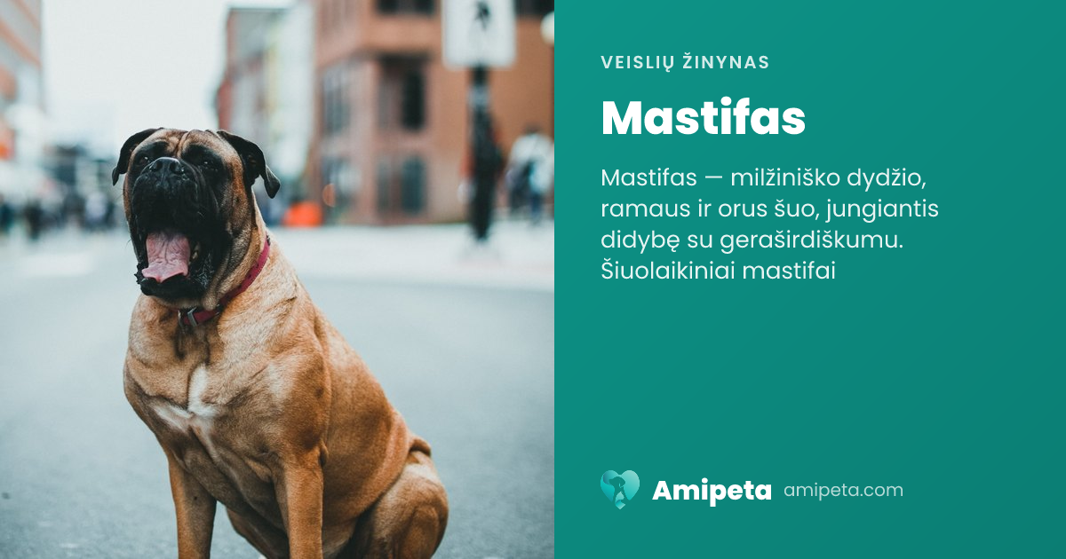 Mastifas – veislės aprašymas | Amipeta