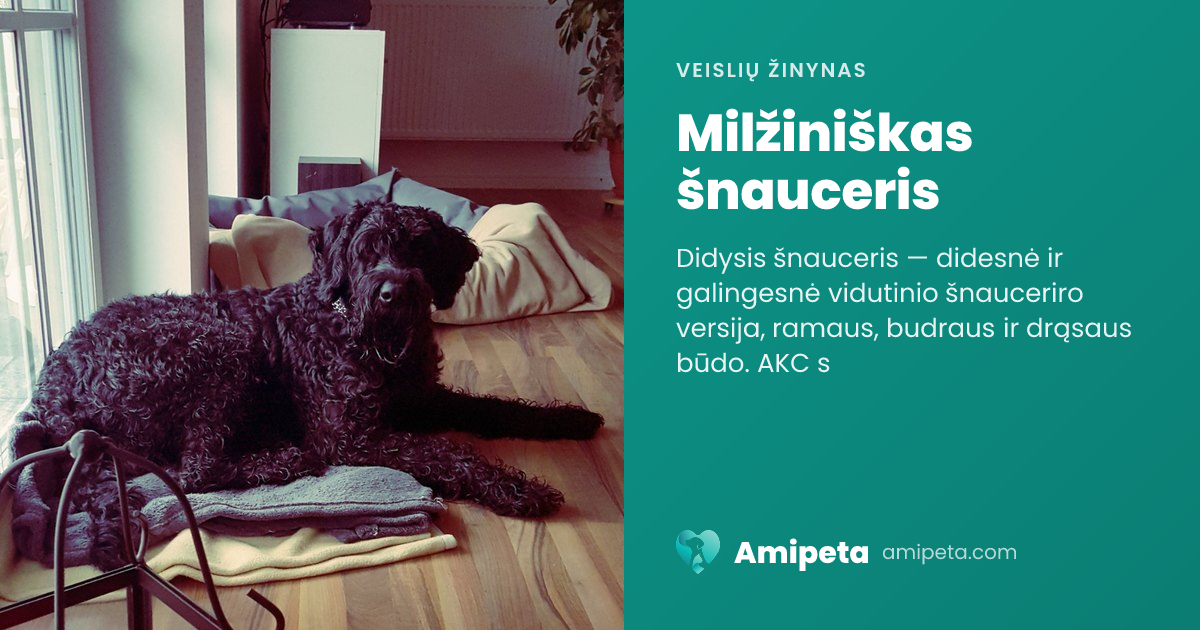 Milžiniškas šnauceris – veislės aprašymas | Amipeta