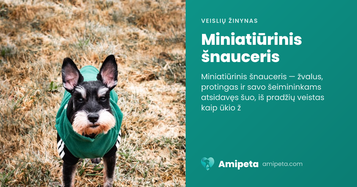 Miniatiūrinis šnauceris – veislės aprašymas | Amipeta