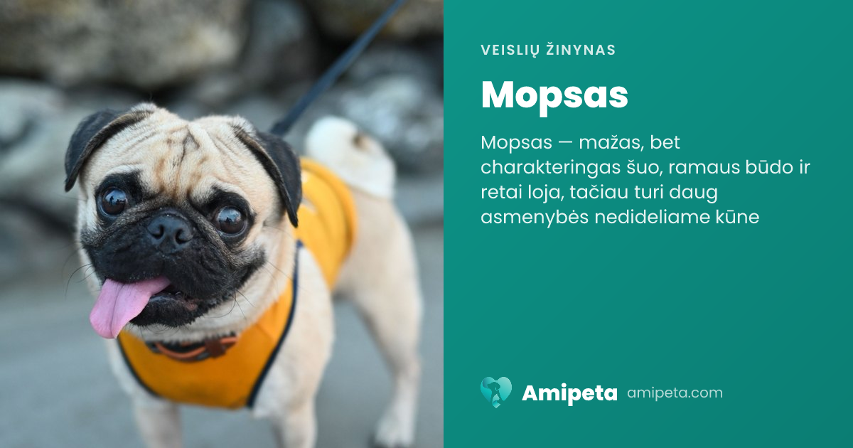 Mopsas – veislės aprašymas | Amipeta