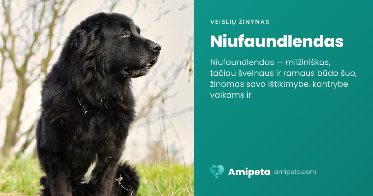 Niufaundlendas – veislės aprašymas | Amipeta