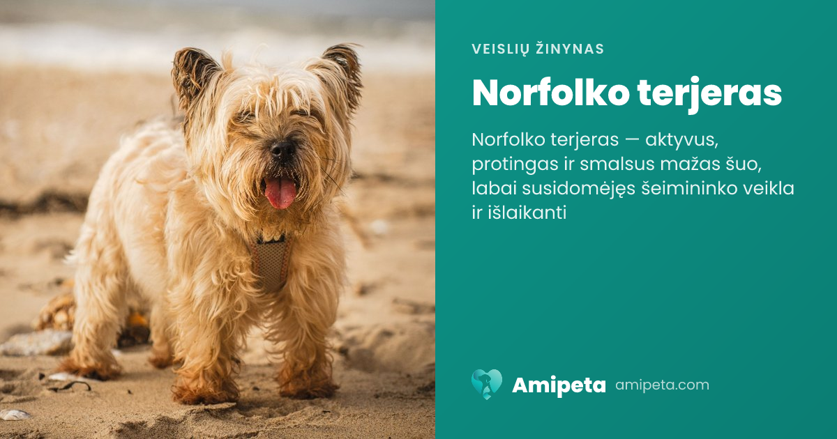 Norfolko terjeras – veislės aprašymas | Amipeta