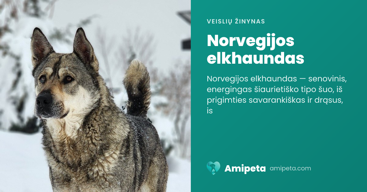 Norvegijos elkhaundas – veislės aprašymas | Amipeta