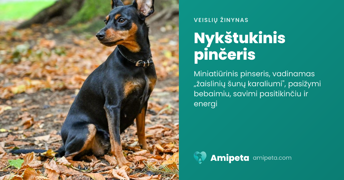 Nykštukinis pinčeris – veislės aprašymas | Amipeta