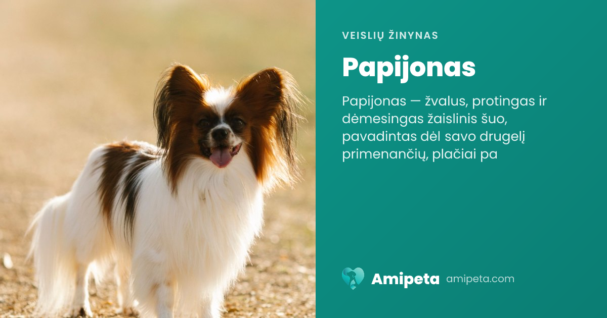 Papijonas – veislės aprašymas | Amipeta