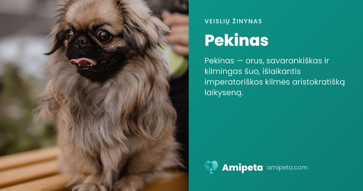 Pekinas – veislės aprašymas | Amipeta