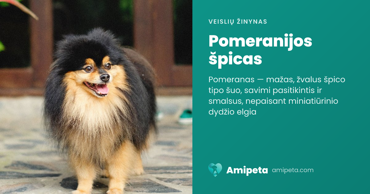 Pomeranijos špicas – veislės aprašymas | Amipeta