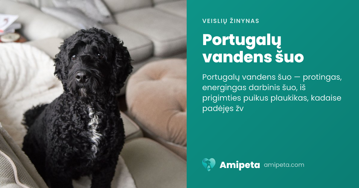 Portugalų vandens šuo – veislės aprašymas | Amipeta