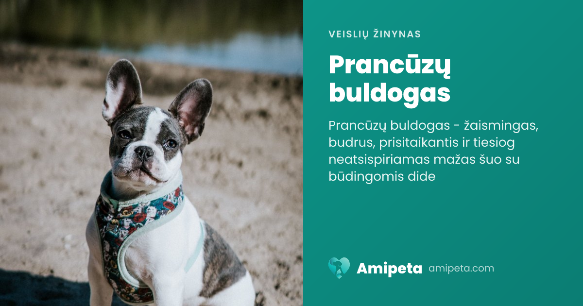Prancūzų buldogas – veislės aprašymas | Amipeta