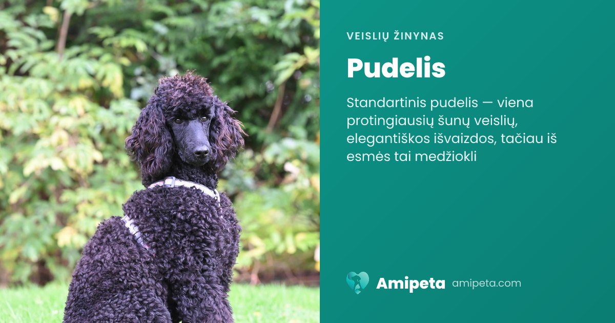 Pudelis – veislės aprašymas | Amipeta