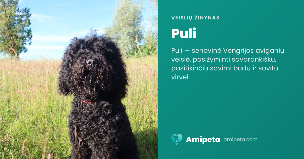Puli – veislės aprašymas | Amipeta