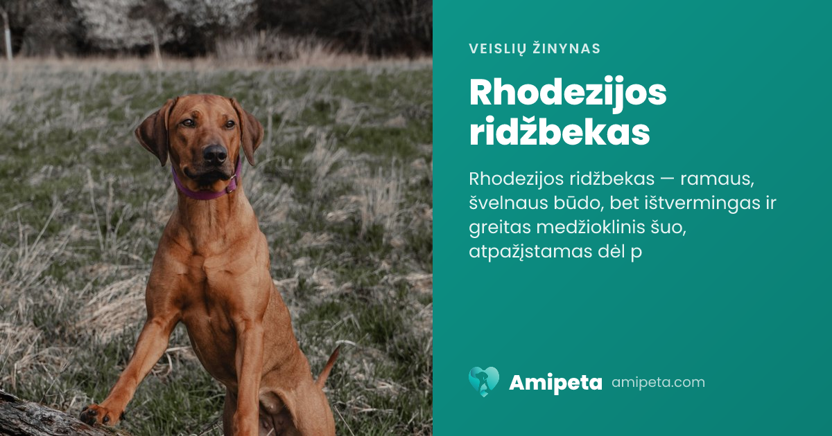 Rhodezijos ridžbekas – veislės aprašymas | Amipeta