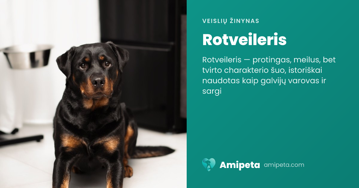 Rotveileris – veislės aprašymas | Amipeta