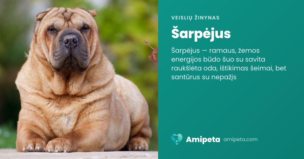 Šarpėjus – veislės aprašymas | Amipeta
