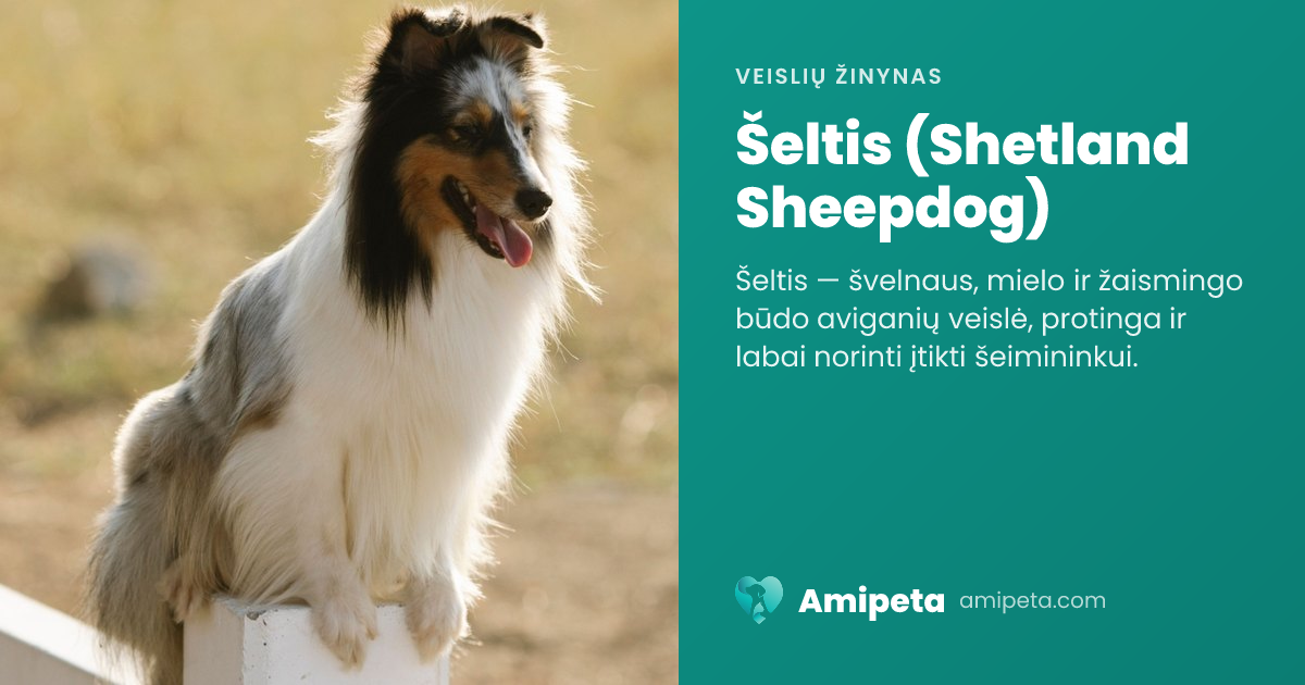 Šeltis (Shetland Sheepdog) – veislės aprašymas | Amipeta