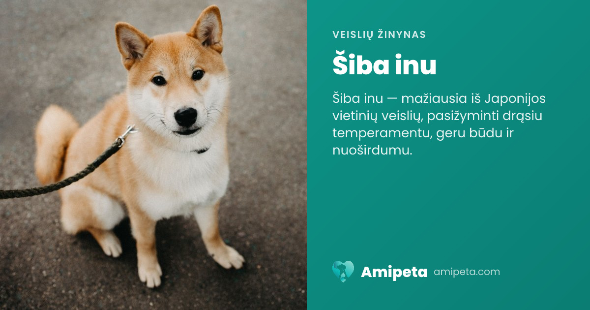 Šiba inu – veislės aprašymas | Amipeta
