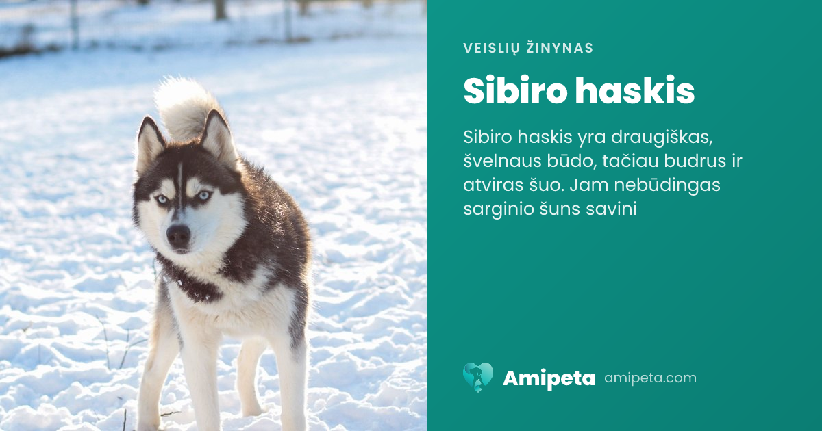 Sibiro haskis – veislės aprašymas | Amipeta