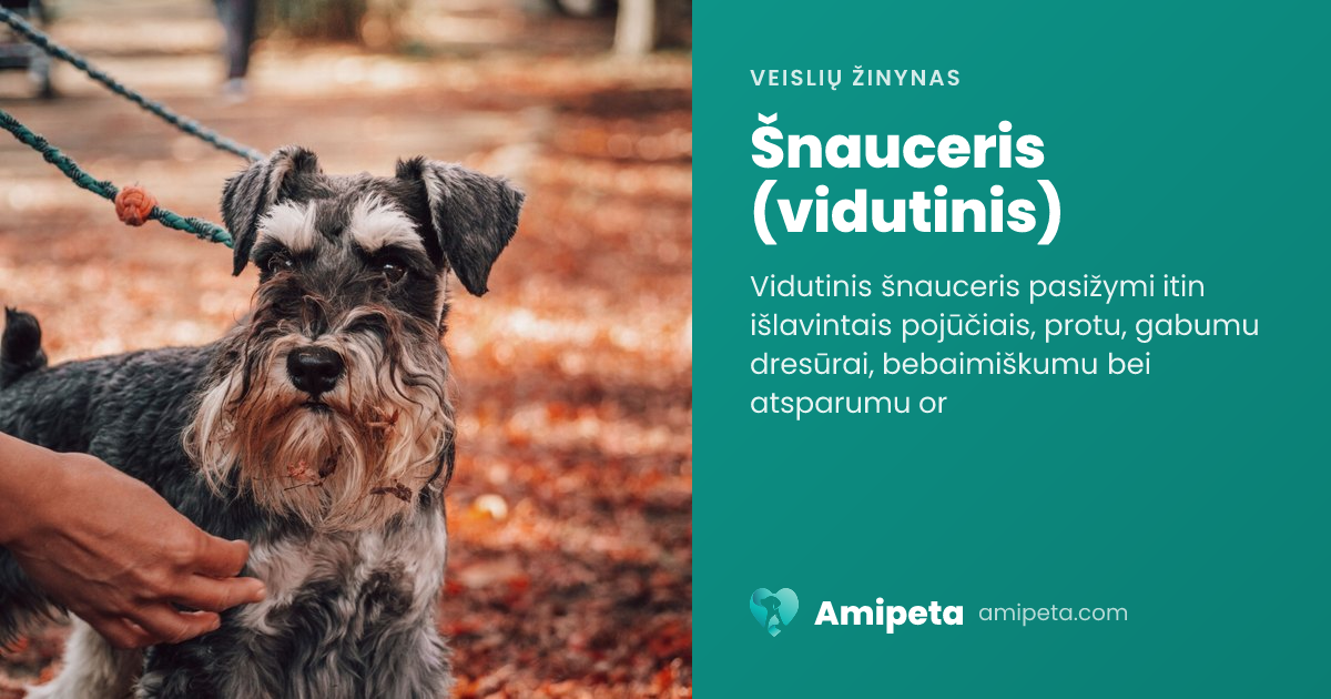 Šnauceris (vidutinis) – veislės aprašymas | Amipeta