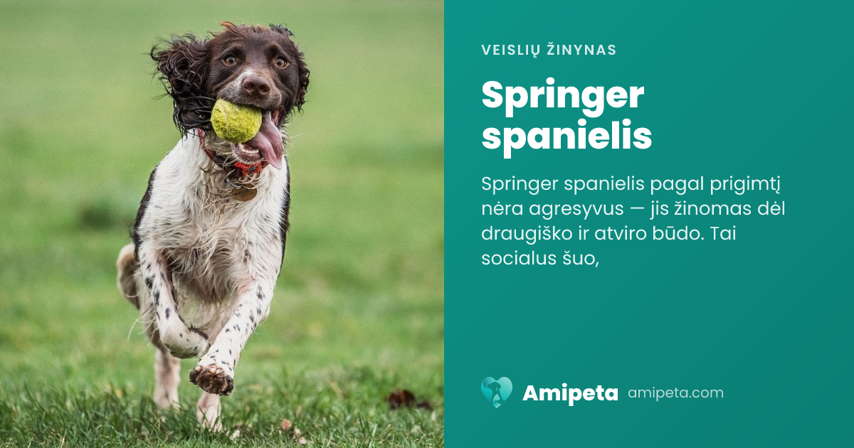 Springer spanielis – veislės aprašymas | Amipeta