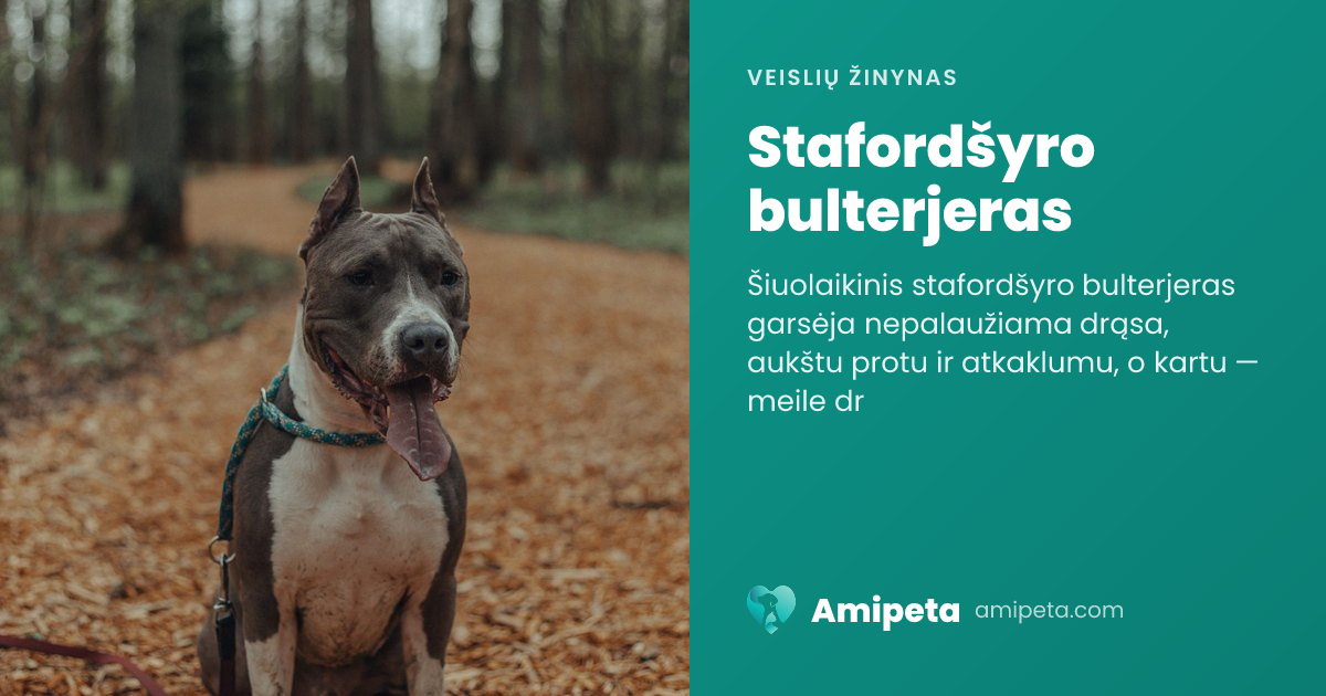 Stafordšyro bulterjeras – veislės aprašymas | Amipeta