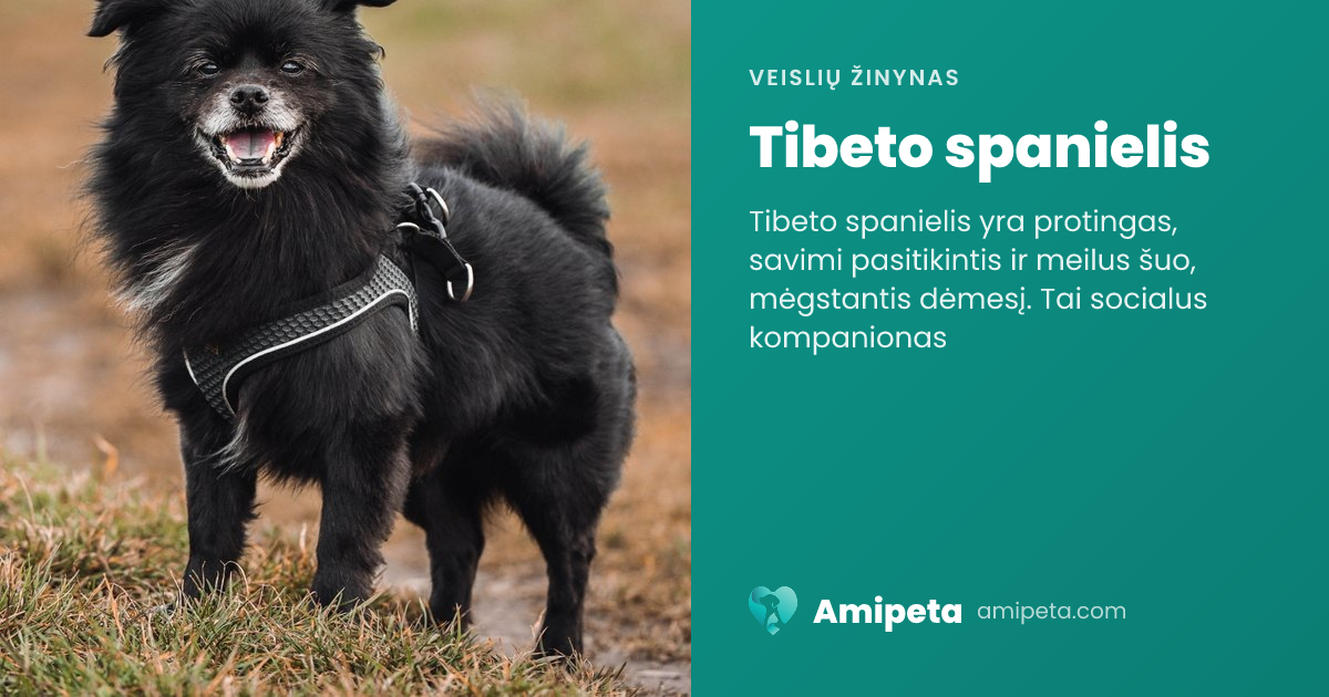 Tibeto spanielis – veislės aprašymas | Amipeta