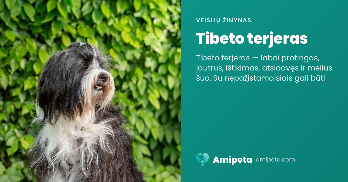 Tibeto terjeras – veislės aprašymas | Amipeta