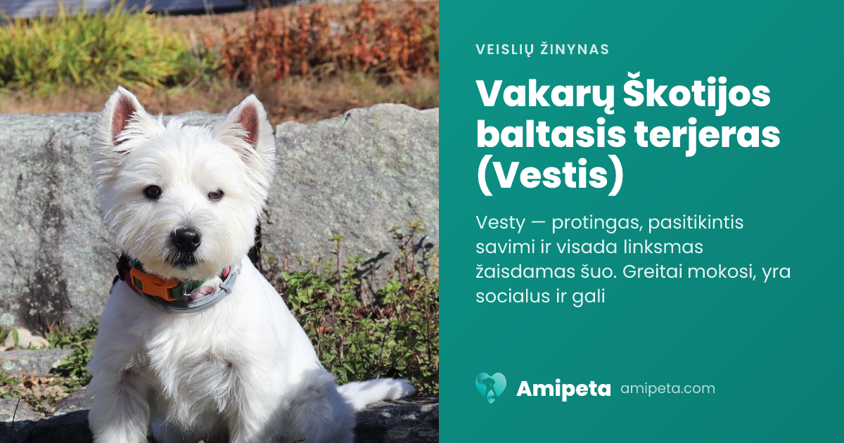 Vakarų Škotijos baltasis terjeras (Vestis) – veislės aprašymas | Amipeta