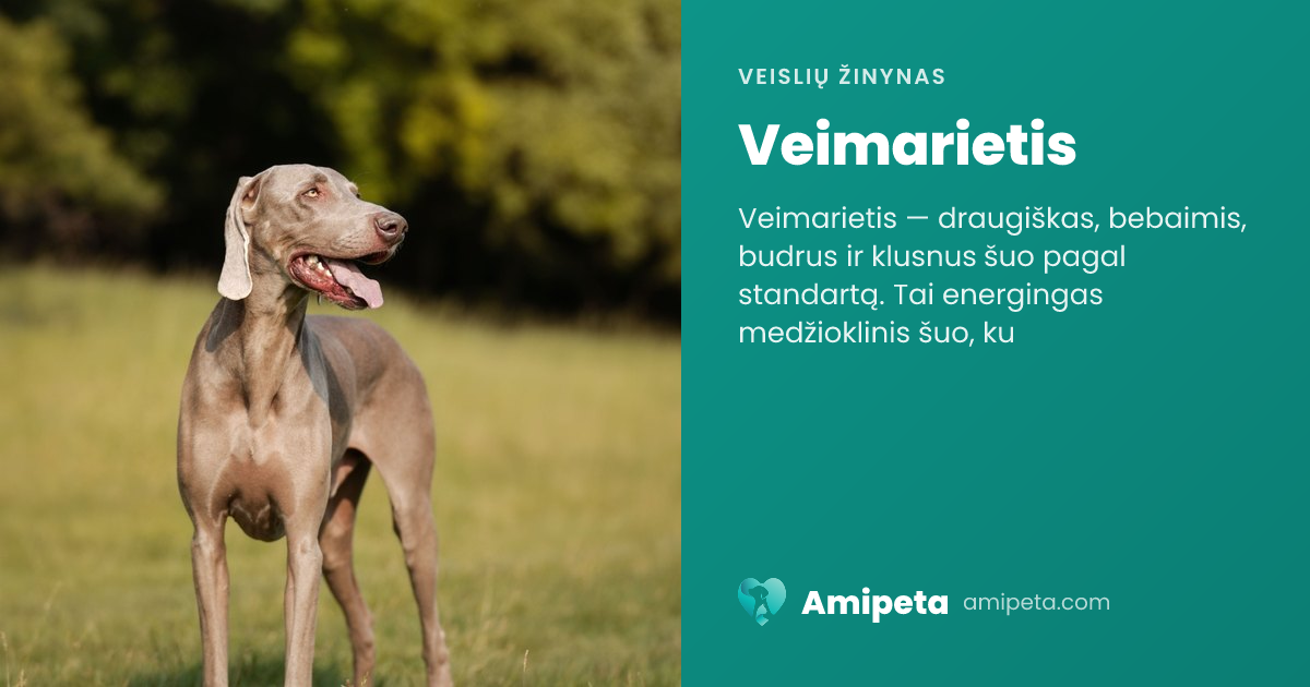 Veimarietis – veislės aprašymas | Amipeta