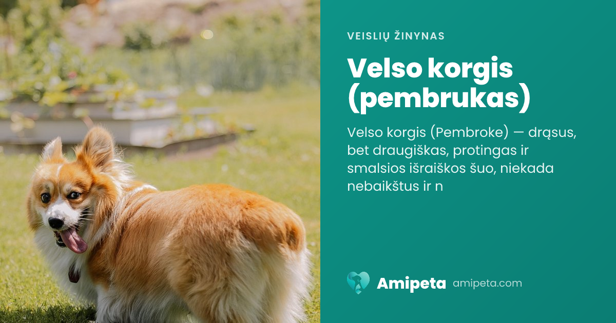 Velso korgis (pembrukas) – veislės aprašymas | Amipeta
