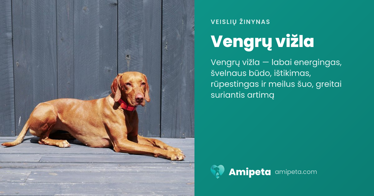 Vengrų vižla – veislės aprašymas | Amipeta