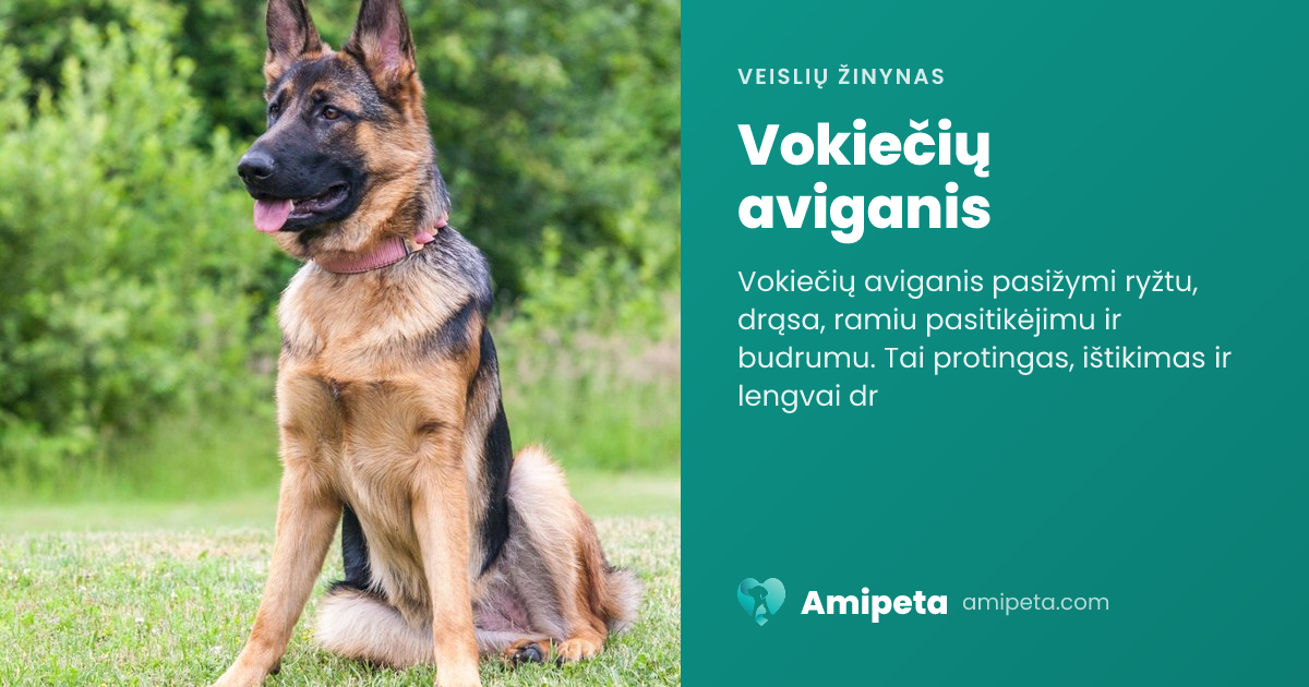 Vokiečių aviganis – veislės aprašymas | Amipeta