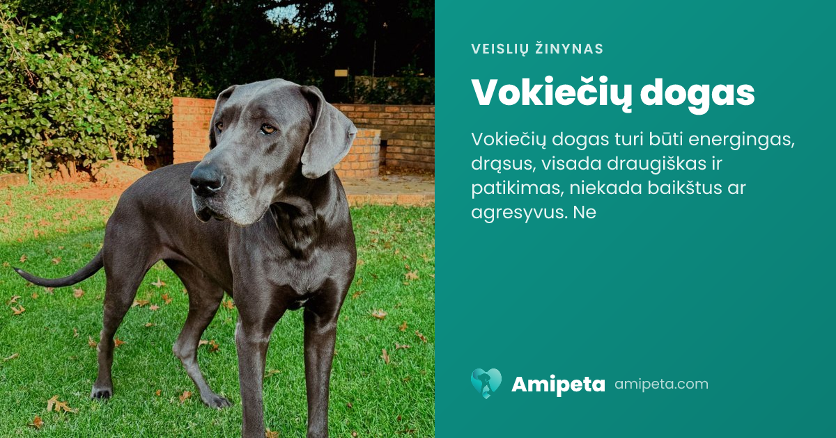 Vokiečių dogas – veislės aprašymas | Amipeta
