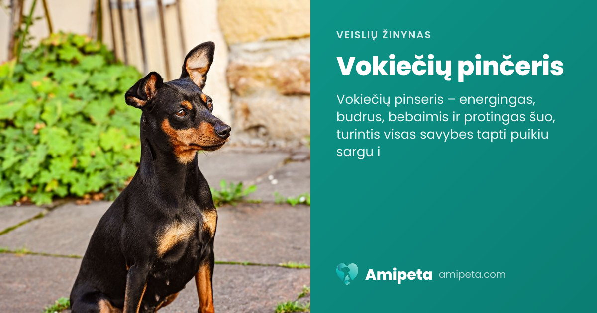 Vokiečių pinčeris – veislės aprašymas | Amipeta