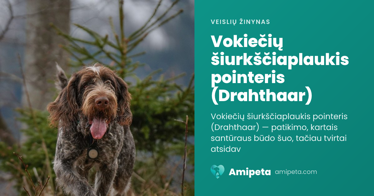Vokiečių šiurkščiaplaukis pointeris (Drahthaar) – veislės aprašymas | Amipeta