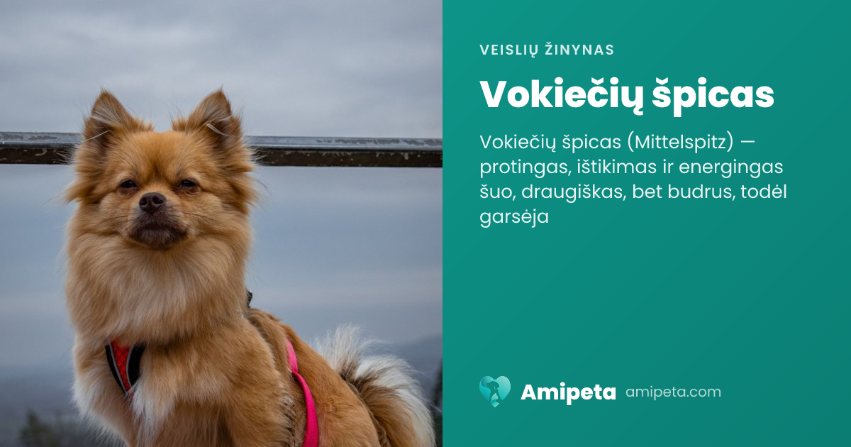Vokiečių špicas – veislės aprašymas | Amipeta