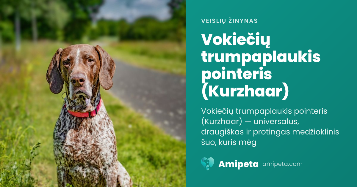 Vokiečių trumpaplaukis pointeris (Kurzhaar) – veislės aprašymas | Amipeta