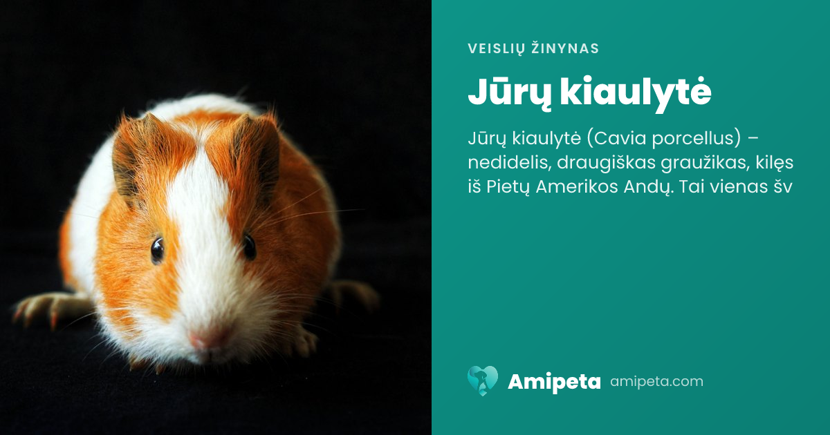Jūrų kiaulytė – veislės aprašymas | Amipeta
