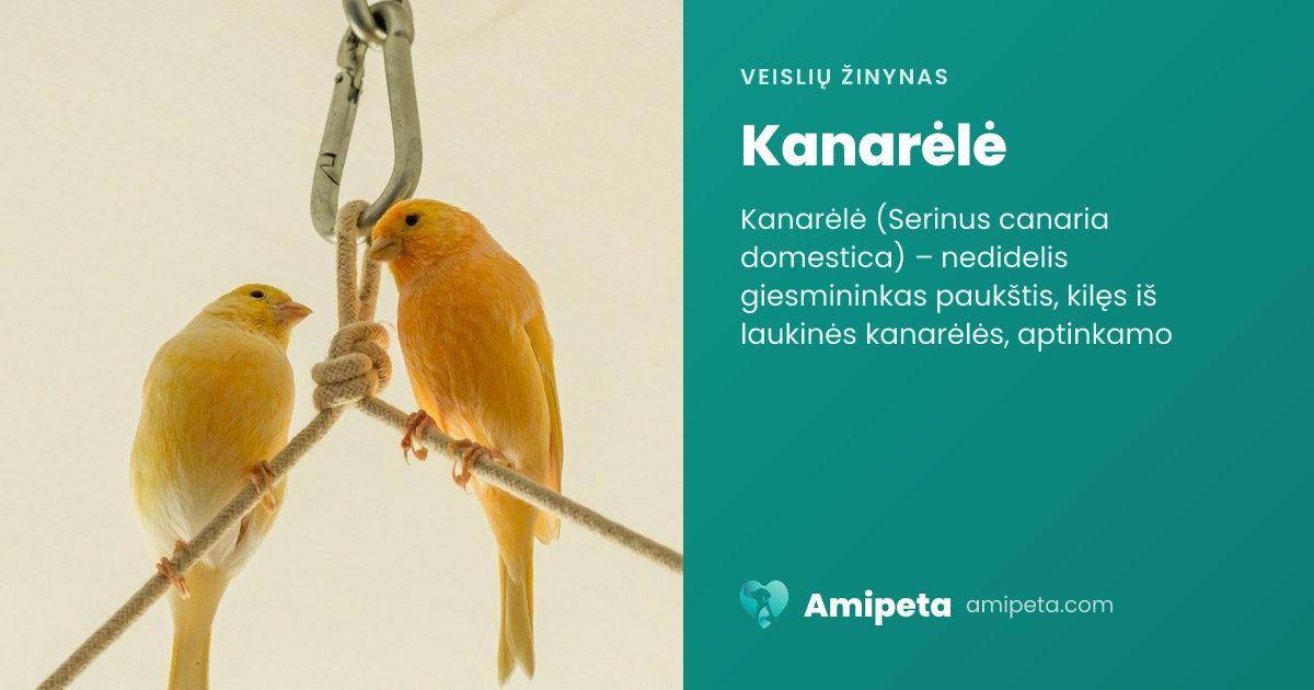 Kanarėlė – veislės aprašymas | Amipeta