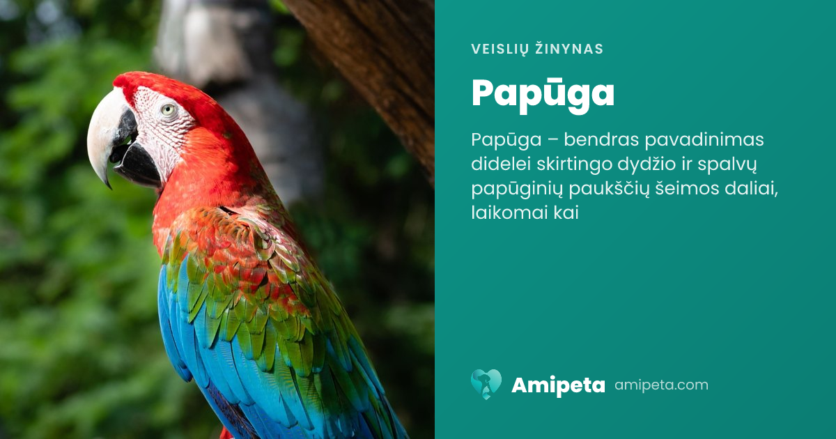 Papūga – veislės aprašymas | Amipeta