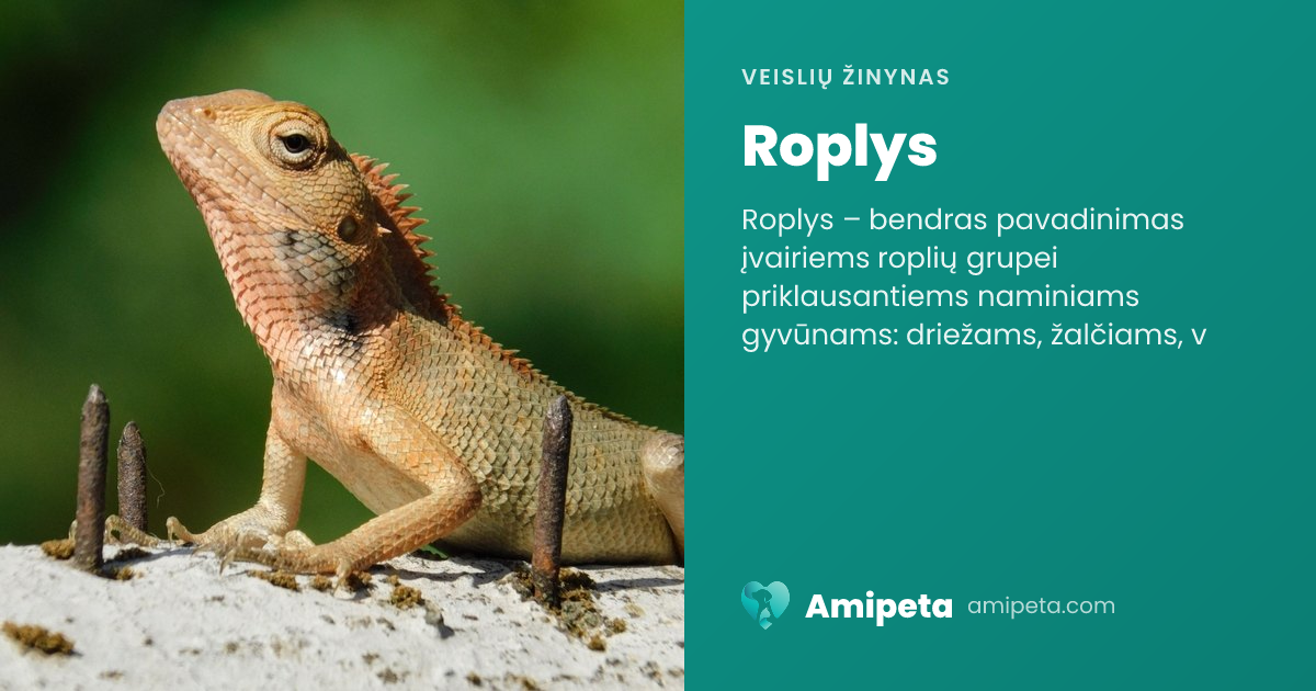 Roplys – veislės aprašymas | Amipeta