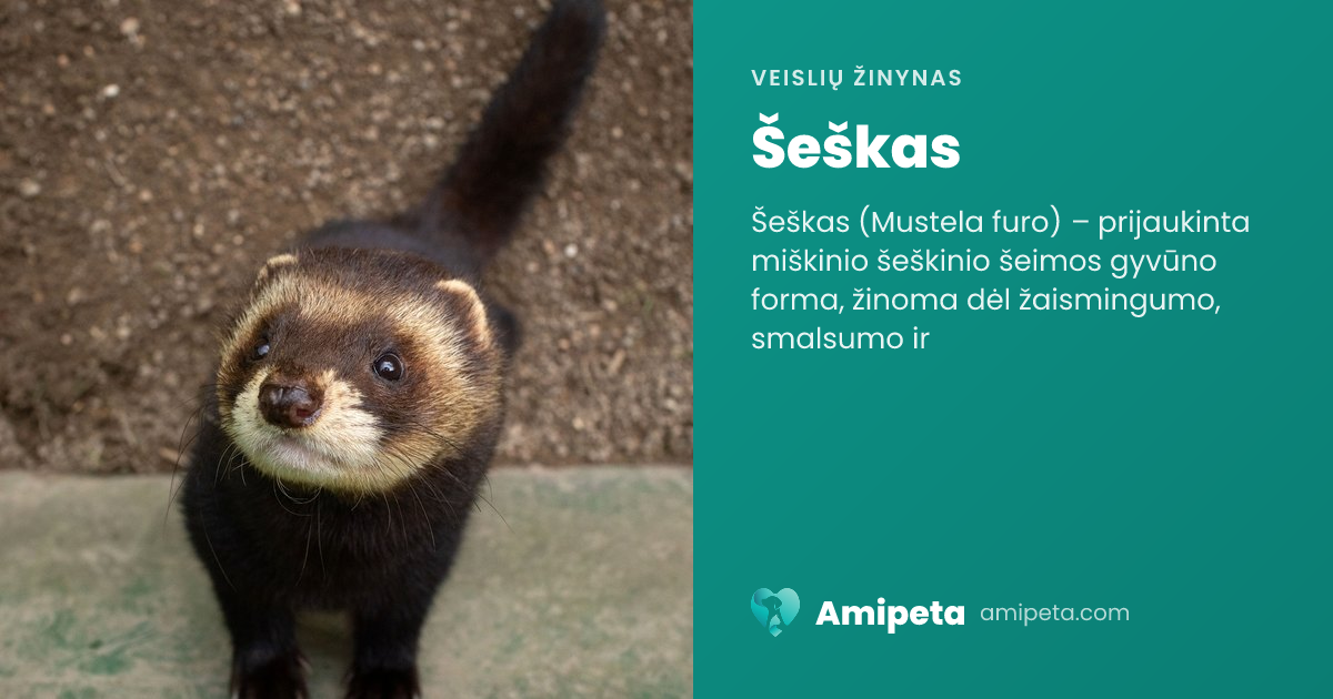 Šeškas – veislės aprašymas | Amipeta
