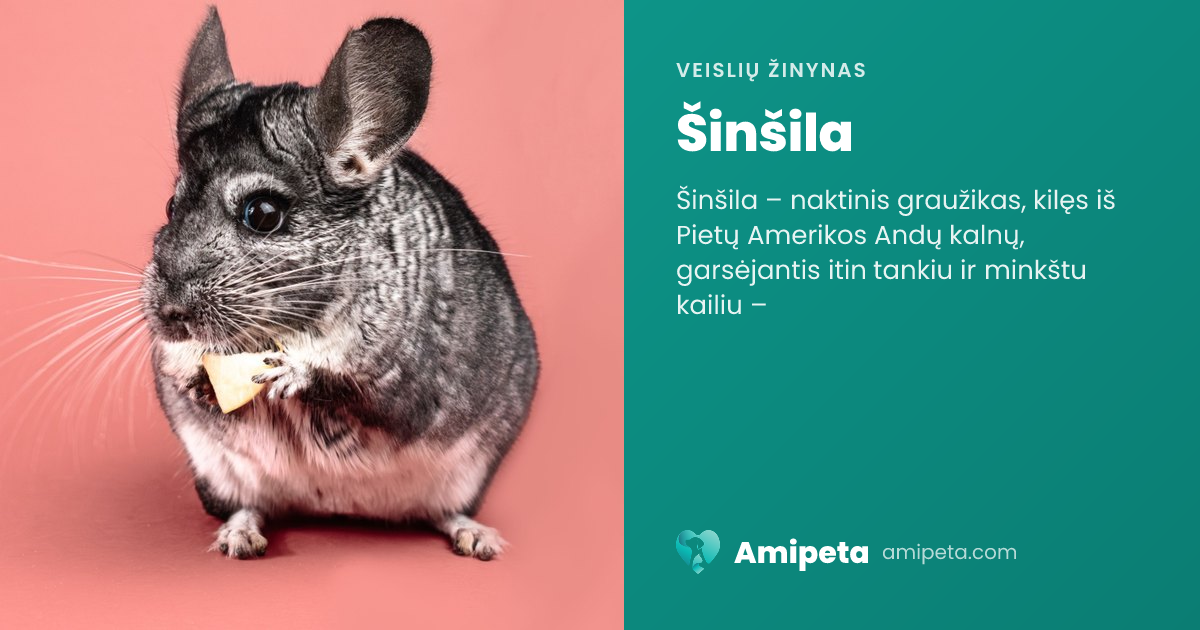 Šinšila – veislės aprašymas | Amipeta