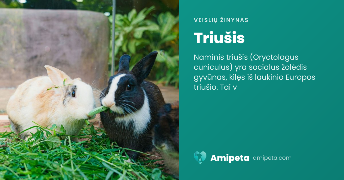 Triušis – veislės aprašymas | Amipeta