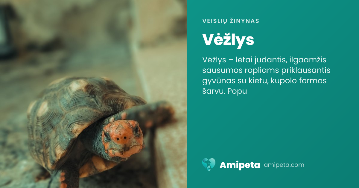 Vėžlys – veislės aprašymas | Amipeta