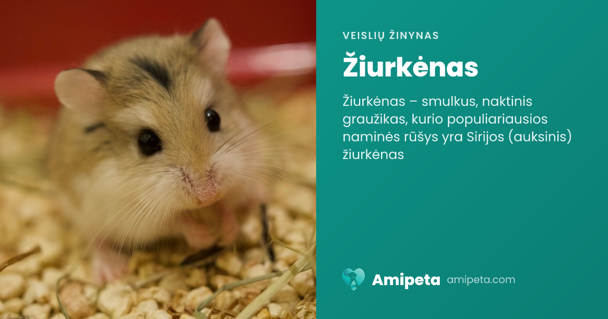 Žiurkėnas – veislės aprašymas | Amipeta
