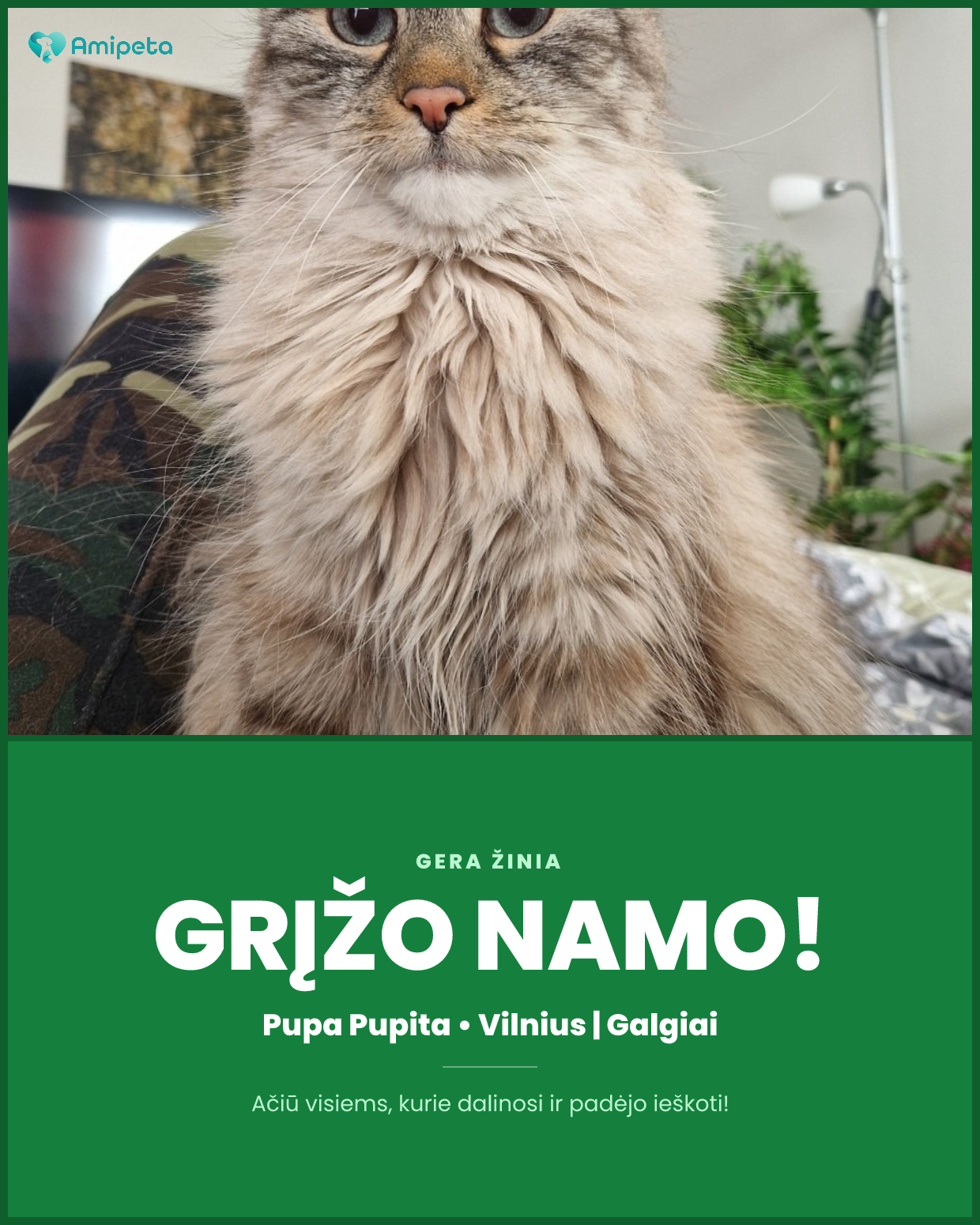 Dingusi katė „Pupa Pupita“ – Vilnius, Galgiai