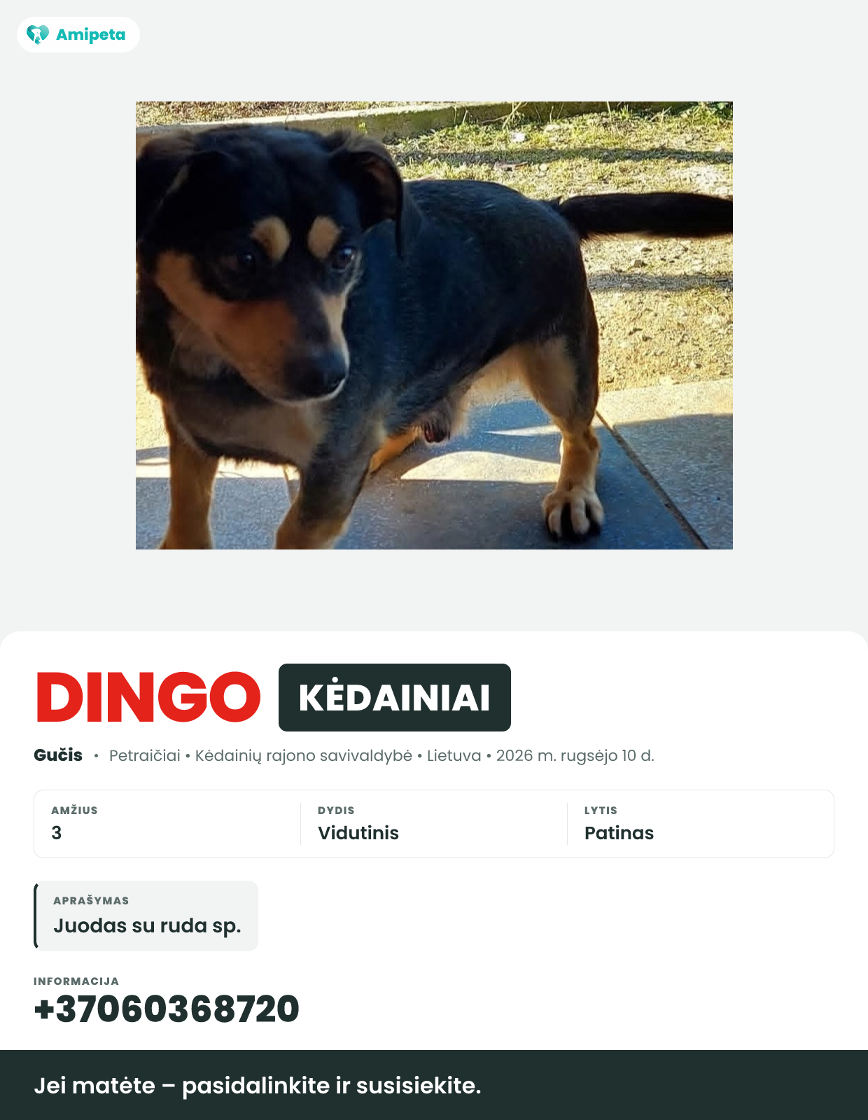 Dingęs augintinis: Gučis – Kėdainiai